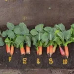 Qué variedades de semillas plantadas en otoño son más exitosas