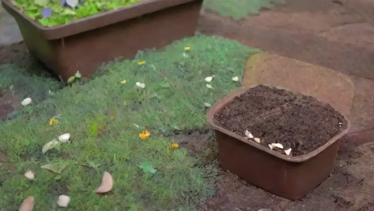 Un jardín sereno con compost rico y oscuro, rodeado de plantas y flores vibrantes