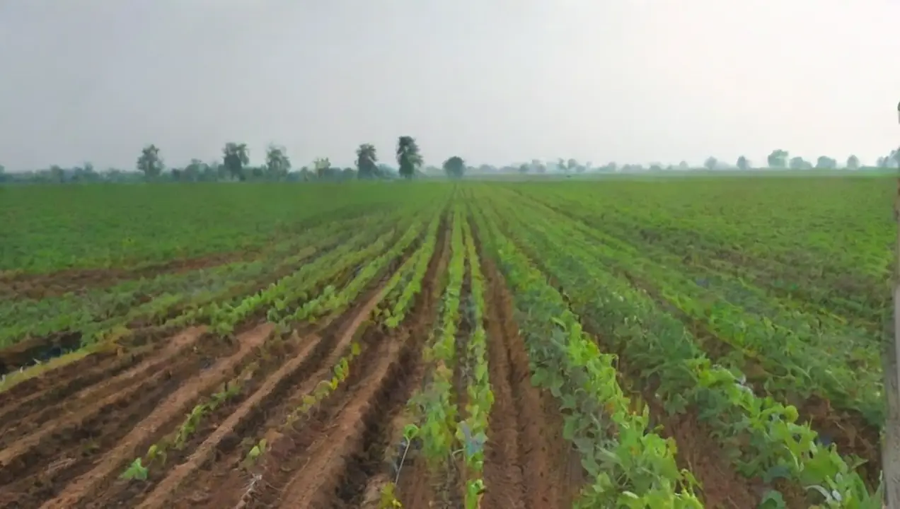 Fuentes de financiación para proyectos de cultivo sostenible de Financiación efectiva para proyectos de cultivo sostenible