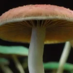 El papel de los hongos en la innovación tecnológica