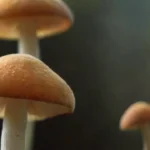 Impacto de hongos en la inflamación: efectos y mecanismos clave