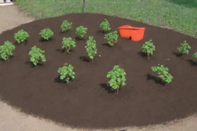 Los fertilizantes naturales enriquecen el suelo y promueven la jardinería sostenible
