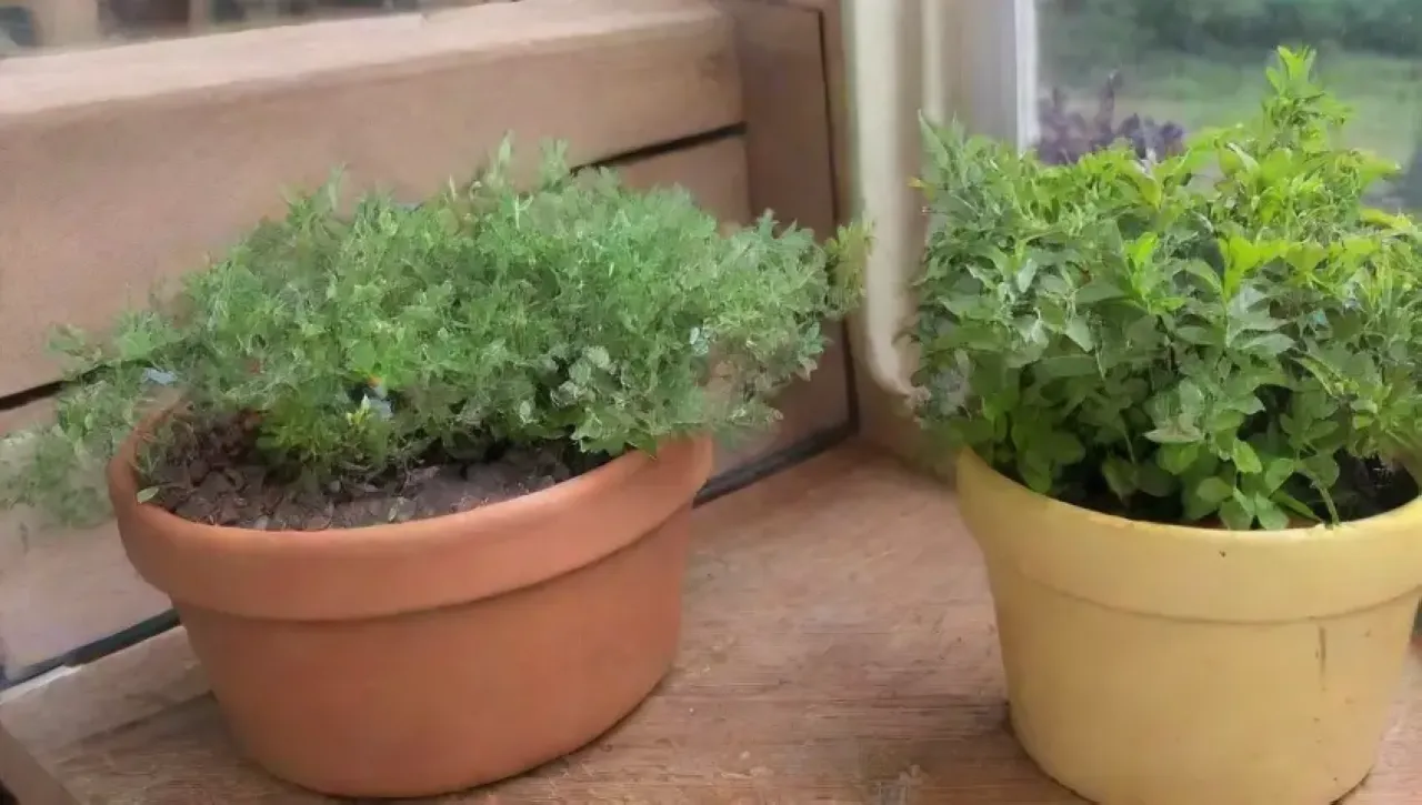 Un jardín de hierbas aromáticas con colores vibrantes y herramientas de jardinería