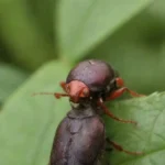 Control de plagas en jardines orgánicos con métodos naturales