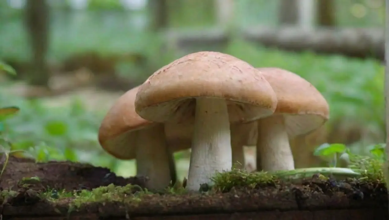 Beneficios del cultivo de hongos en entornos urbanos de Impacto de la agricultura urbana en el cultivo de hongos