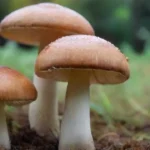 Selección de hongos para cultivo en invernaderos eficientes