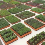 Microvegetales comunitarios que promueven salud
