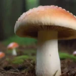Incorporando Hongos en Tu Dieta: Beneficios y Consejos Útiles