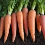 Guía para cultivar zanahorias coloridas y saludables en suelos fértiles