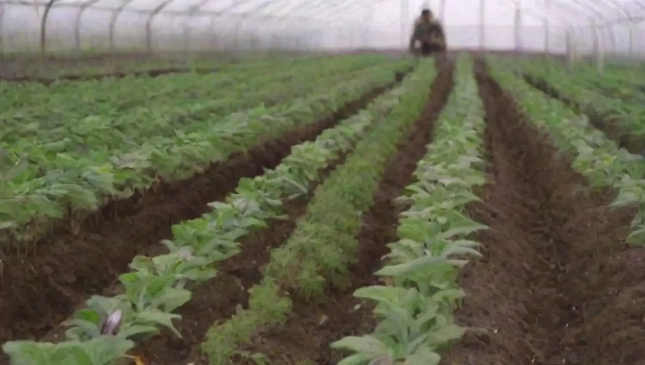 Métodos tradicionales para el seguimiento de cultivares de Seguimiento de cultivares: métodos y estrategias efectivas
