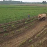 Métodos tradicionales de cultivo y su importancia actual