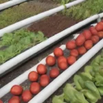 Puede la hidroponía revolucionar la agricultura sostenible hoy en día