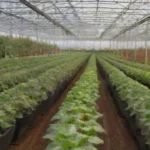 Sustratos para optimizar cultivos en invernaderos eficientes