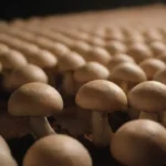 Investigaciones recientes sobre temperatura en el cultivo de hongos