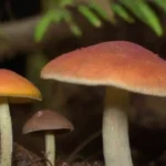 Características únicas de diferentes especies de hongos