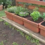 Cómo cultivar hierbas aromáticas en un huerto cálido