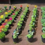 Cómo organizar tu huerto para la siembra primaveral