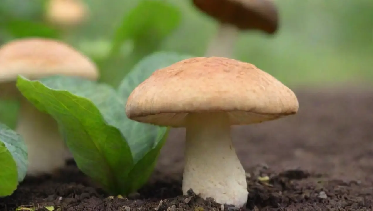Fungicidas biológicos: una alternativa sostenible de Eficiencia de hongos en la producción agrícola: estudios recientes