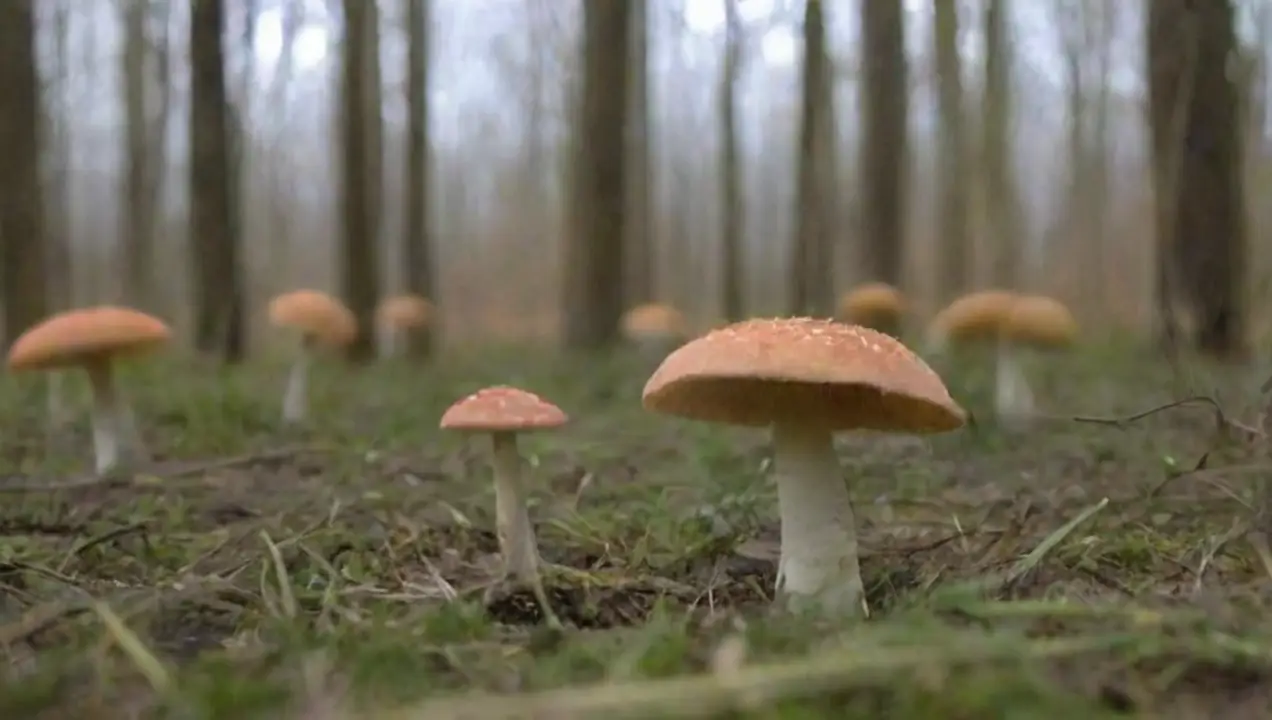 Biorremediación: hongos como agentes restauradores de Uso de hongos para combatir el cambio climático efectivamente