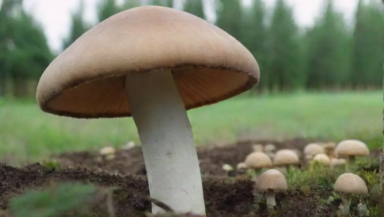 Sostenibilidad y cultivo de hongos de Impacto del comercio de hongos en la economía local
