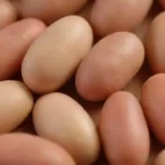 Hongos fáciles de cultivar desde esporas: una guía práctica