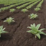 Beneficios de los biofertilizantes en la agricultura sostenible y la salud del suelo