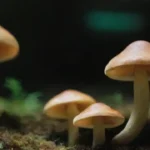 Uso sorprendente de hongos en medicina moderna y tradicional