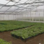 Invernaderos en el diseño agrícola sostenible y eficiente