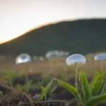 Hongos y su rol en el desarrollo de energías limpias actuales