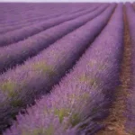 Campo de lavanda: hermosos tonos púrpuras y bondades naturales