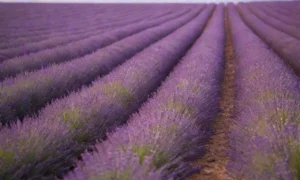 Campo de lavanda: hermosos tonos púrpuras y bondades naturales
