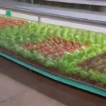 Es viable la producción comercial de cultivos hidropónicos hoy