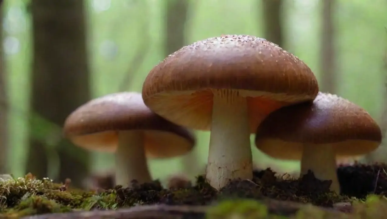 Fotografía de hongos: capturando la belleza natural de Mezclando recolección de hongos y fotografía de naturaleza