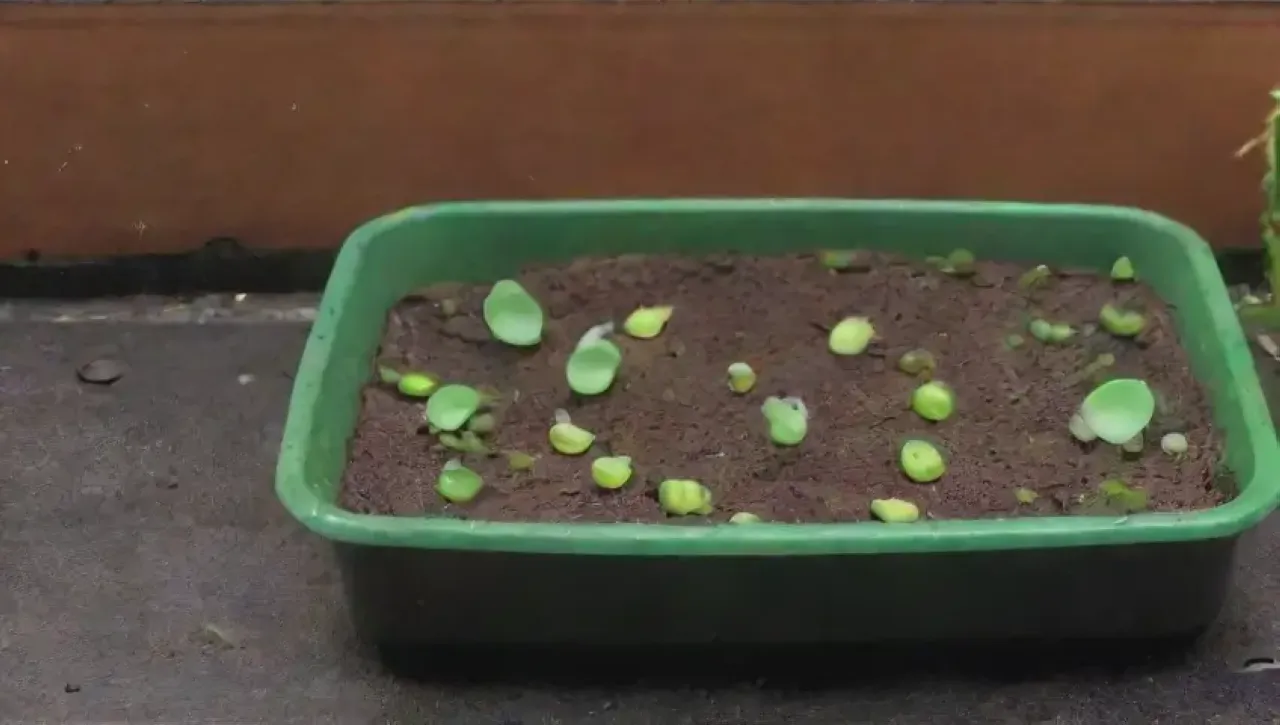Un rincón caótico de plántulas verdes, agua, tierra, raíces y olvido