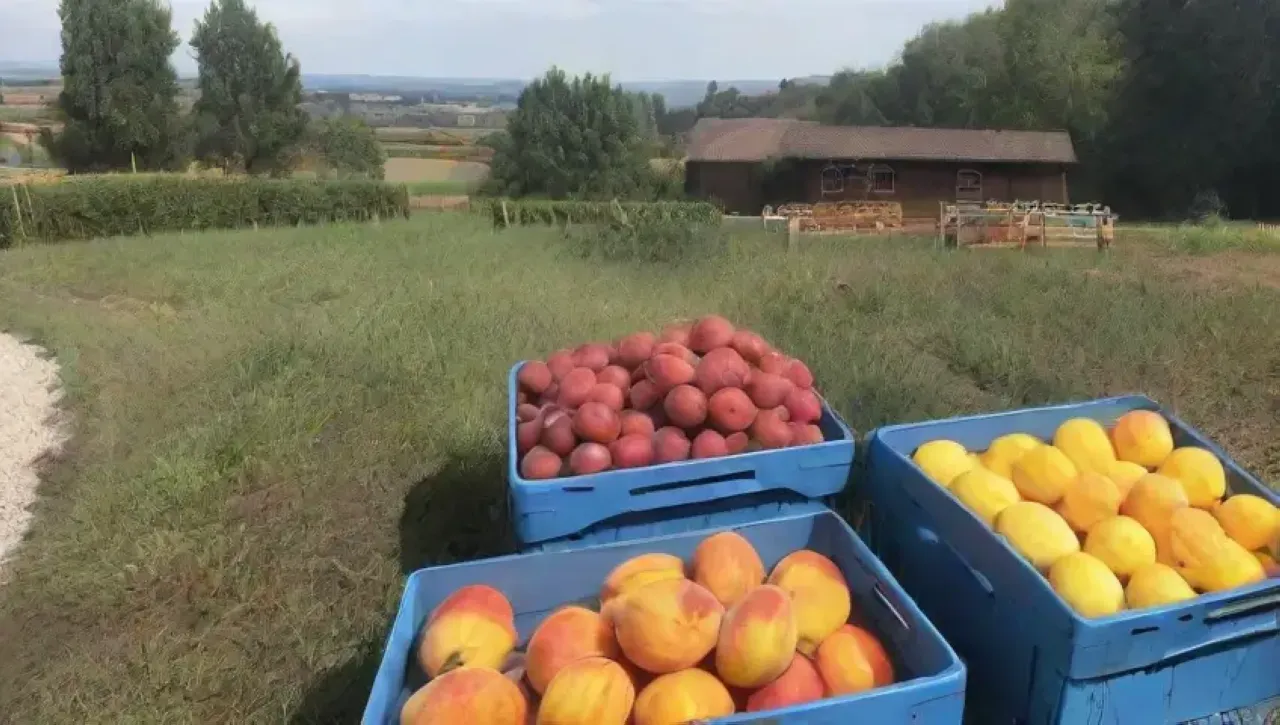 Un paisaje agrícola vibrante lleno de frutas frescas y flores bajo un cielo azul