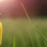Cómo se puede mejorar la tasa de crecimiento del inóculo
