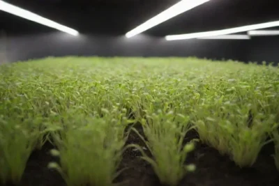 Cuidado básico para el crecimiento óptimo de microgreens: luz