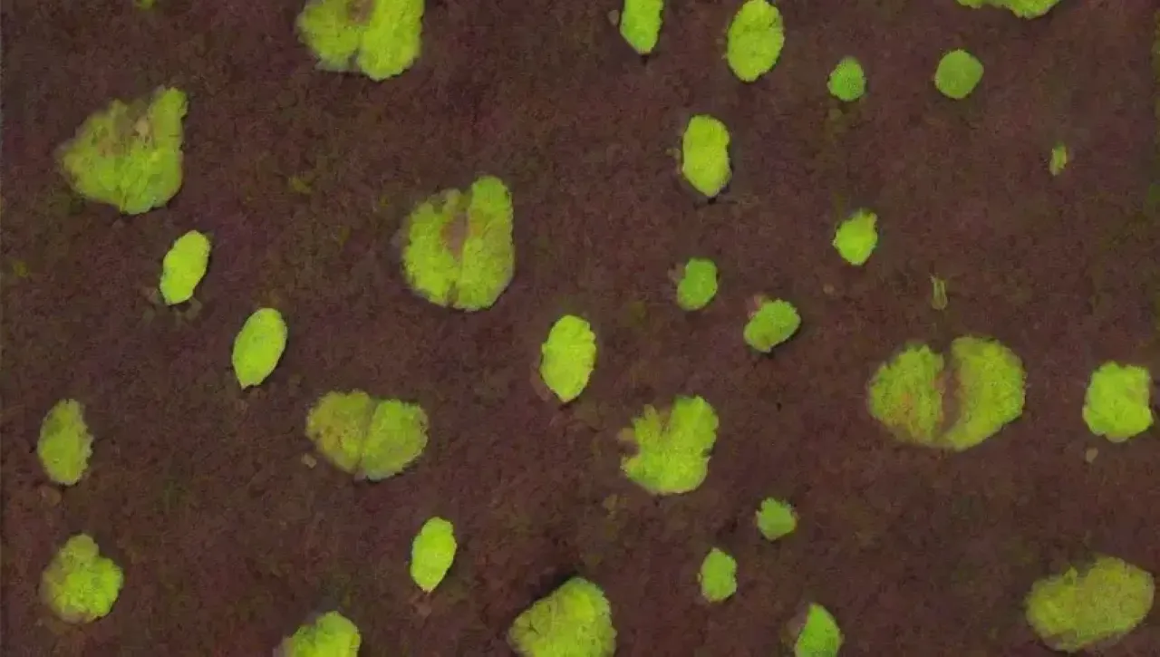 Un ecosistema vibrante y lleno de vida se desarrolla en el suelo