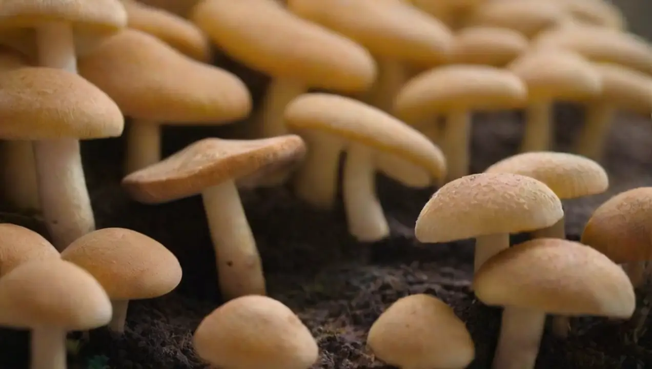 Desafíos en la implementación de marcos regulatorios de Los desafíos regulatorios en el cultivo de hongos