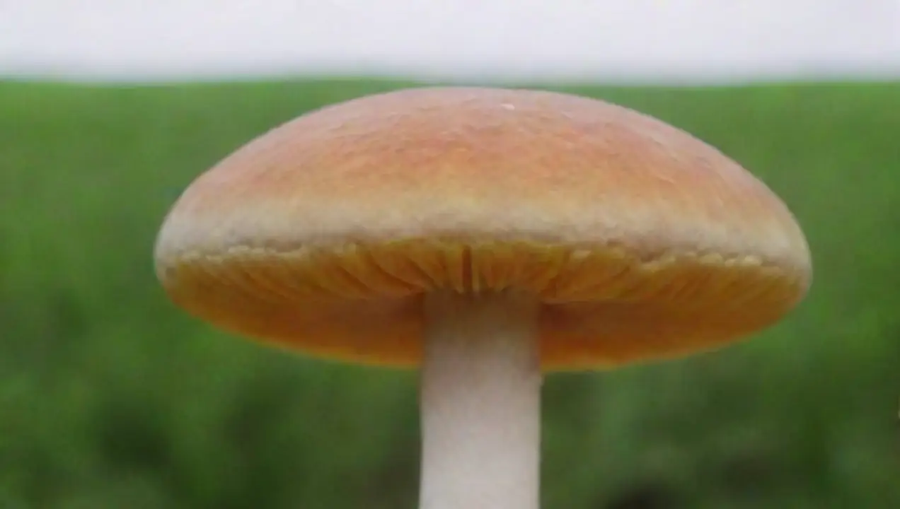 Efectos específicos de la temperatura en la absorción de nutrientes de Efecto de la temperatura en la nutrición del hongo cultivado