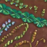 Cuál es el impacto de las legumbres en la salud del suelo
