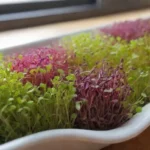 Microgreens vibrantes que enriquecen tus comidas