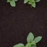 Compost rico genera plantas saludables y vibrantes