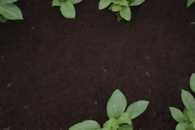 Compost rico genera plantas saludables y vibrantes