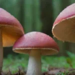 Cómo diferenciar entre hongos comestibles y venenosos
