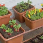 Cómo aprovechar los residuos de la cocina para el huerto