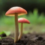 El impacto del uso de fungicidas en hongos beneficiosos