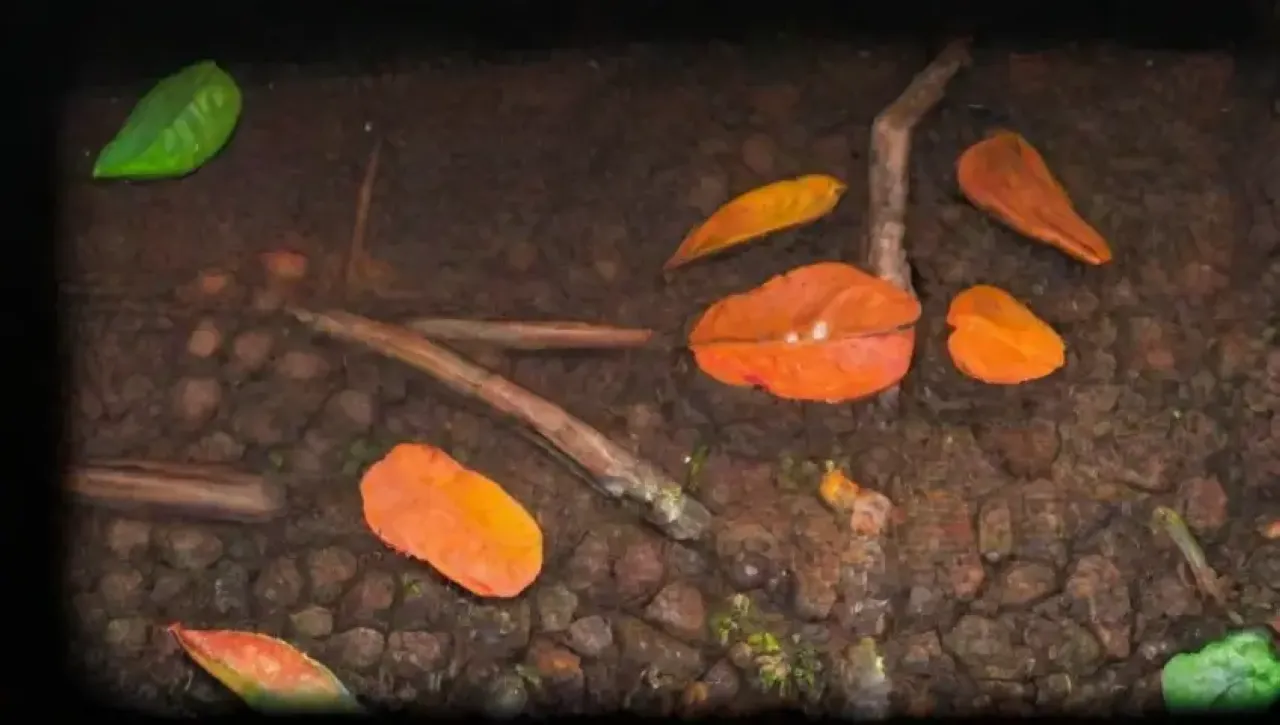Un montón de compost en descomposición con hojas marchitas, tierra húmeda y olores fuertes