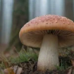 Cómo afecta el clima a la recolección de hongos