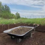 Cómo saber la época ideal para plantar cebollas en el jardín